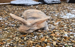 Continental Giant rabbits for sale: 2 young giant continentals  - Advert 1