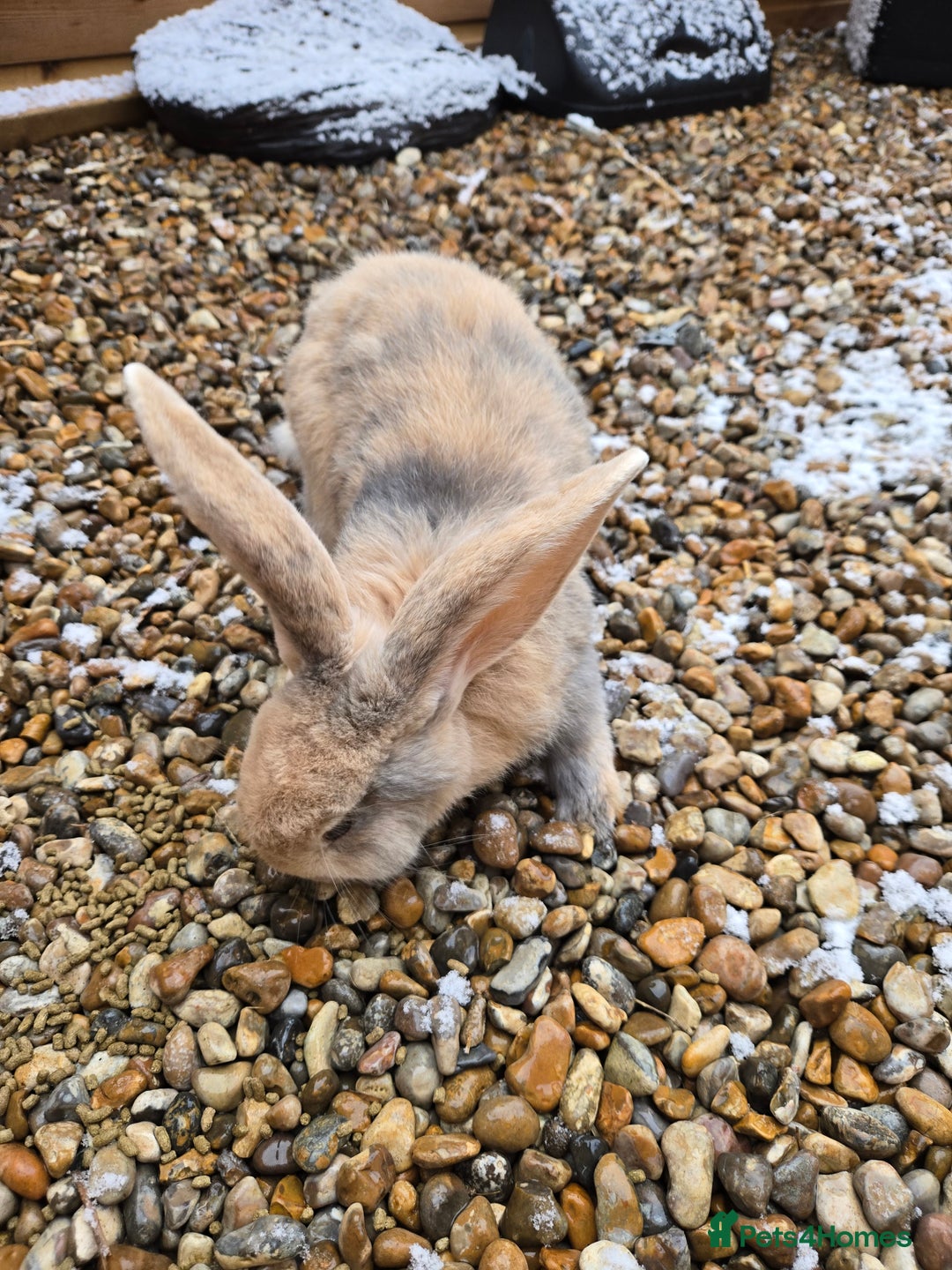Continental Giant rabbits for sale: 2 young giant continentals  - Advert 1
