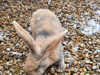 Continental Giant rabbits 2 young giant continentals - Advert 5