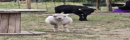 Sheep livestock for sale: Registered Pedigree Ouessant ewes, wethers, lambs - Advert 5