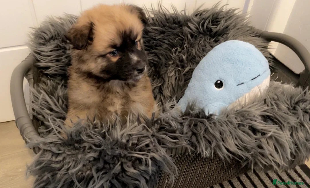 Pomsky dogs for sale: Pomsky puppies ready for their forever home 💞 in Swansea - Advert 10