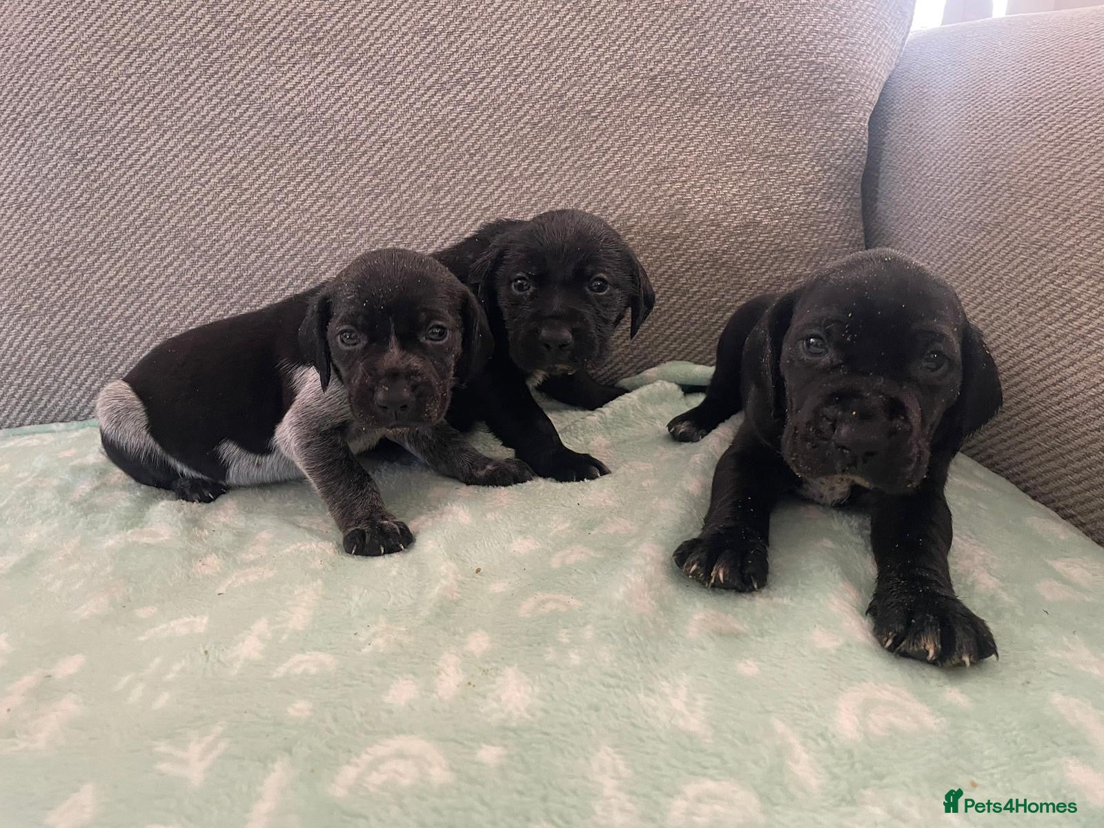 German Shorthaired Pointer dogs GSP KC REGISTERED PUPPIES - Advert 1