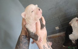 Olde English Bulldogge dogs for sale: English bulldogs  - Image 7