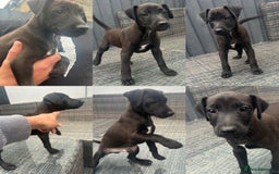 Patterdale Terrier dogs for sale: Patterdale pups  - Image 16