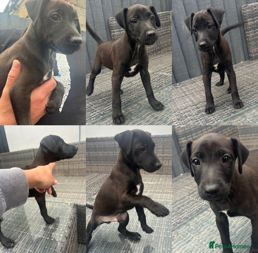 Patterdale Terrier dogs for sale: Patterdale pups  - Image 16