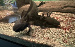 Axolotl reptiles for sale: Young Axolotls for sale - Image 6