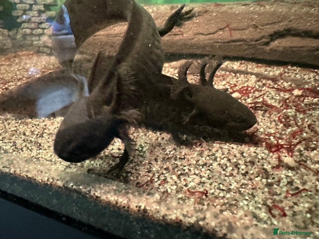 Axolotl reptiles for sale: Young Axolotls for sale - Image 6