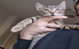 Mixed Breed cats for sale: Mixed breed kittens for sale! - Image 11