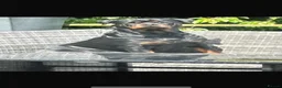 Rottweiler dogs for sale: German Rottweiler puppies  - Advert 26