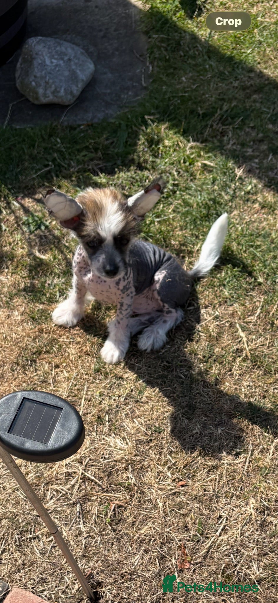 Chinese Crested dogs Kc reg Chinese crested - Advert 1