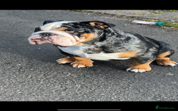 English Bulldog dogs for sale: English bulldog puppies  - Image 2