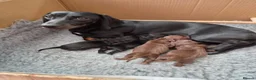 Miniature Dachshund dogs for sale: 3 male miniature dachshunds  - Advert 3