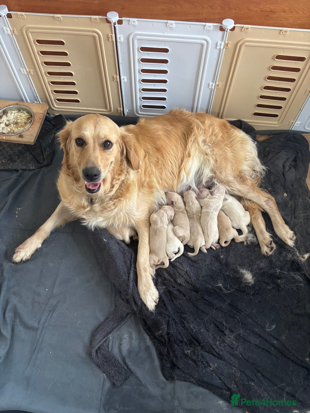 Golden Retriever dogs for sale: Beautiful litter of KC reg golden retriever pups - Image 1