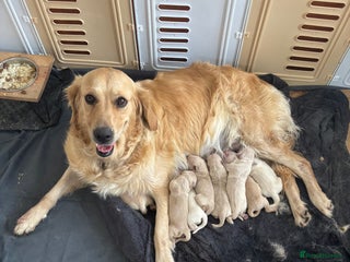 Golden Retriever dogs - Advert 12