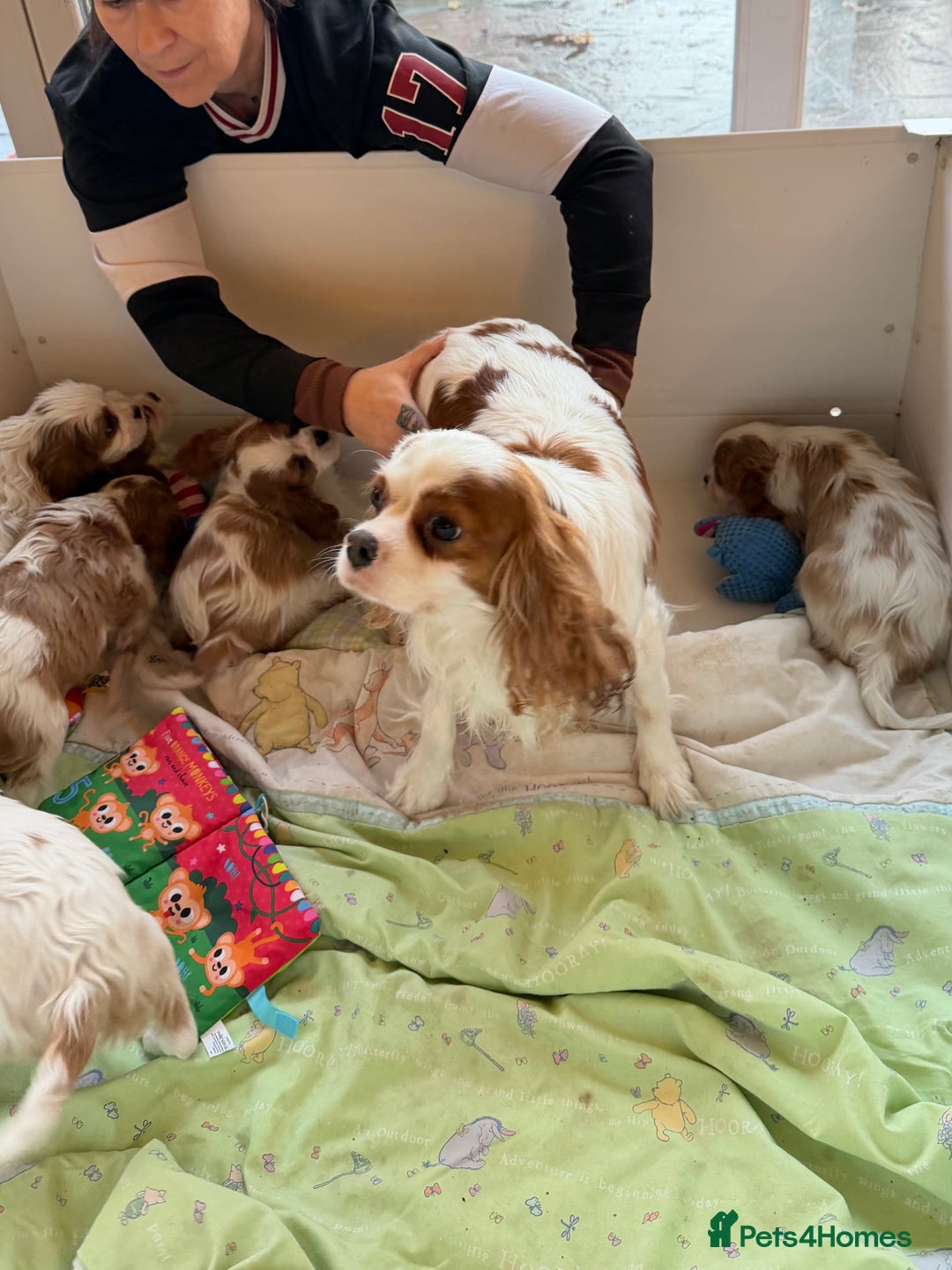 Cavalier King Charles Spaniel dogs for sale: Kc registered cavalier king charles puppies - Advert 3