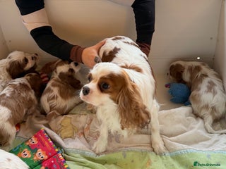 Cavalier King Charles Spaniel dogs Kc registered cavalier king charles puppies - Advert 1