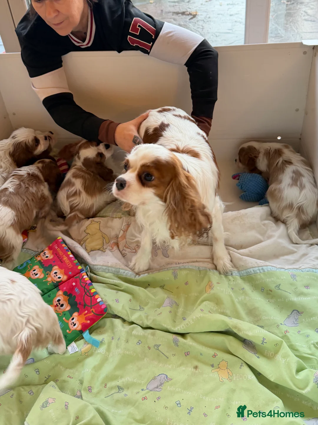 Cavalier King Charles Spaniel dogs for sale: Kc registered cavalier king charles puppies - Advert 5