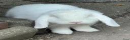 Mini Lop rabbits for sale: mini loop babies  - Advert 7