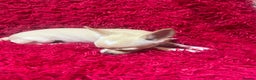 Chihuahua dogs for sale: 3 small chihuahua puppies  - Advert 7