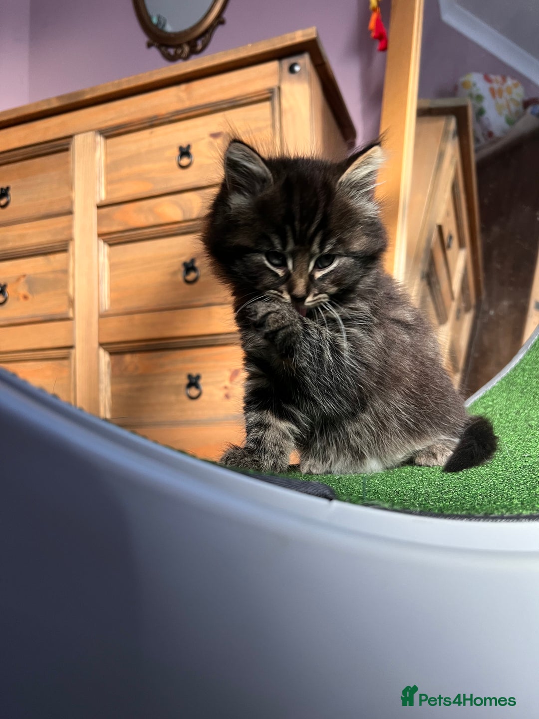 Maine Coon cats for sale: Big boy Maine coon kitten cross  - Advert 1