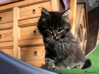 Maine Coon cats Big boy Maine coon kitten cross - Advert 1