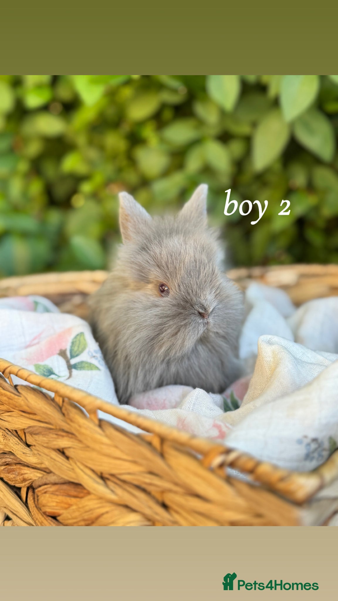 Mini Lion Lop rabbits Lion lops looking for good homes! - Advert 8