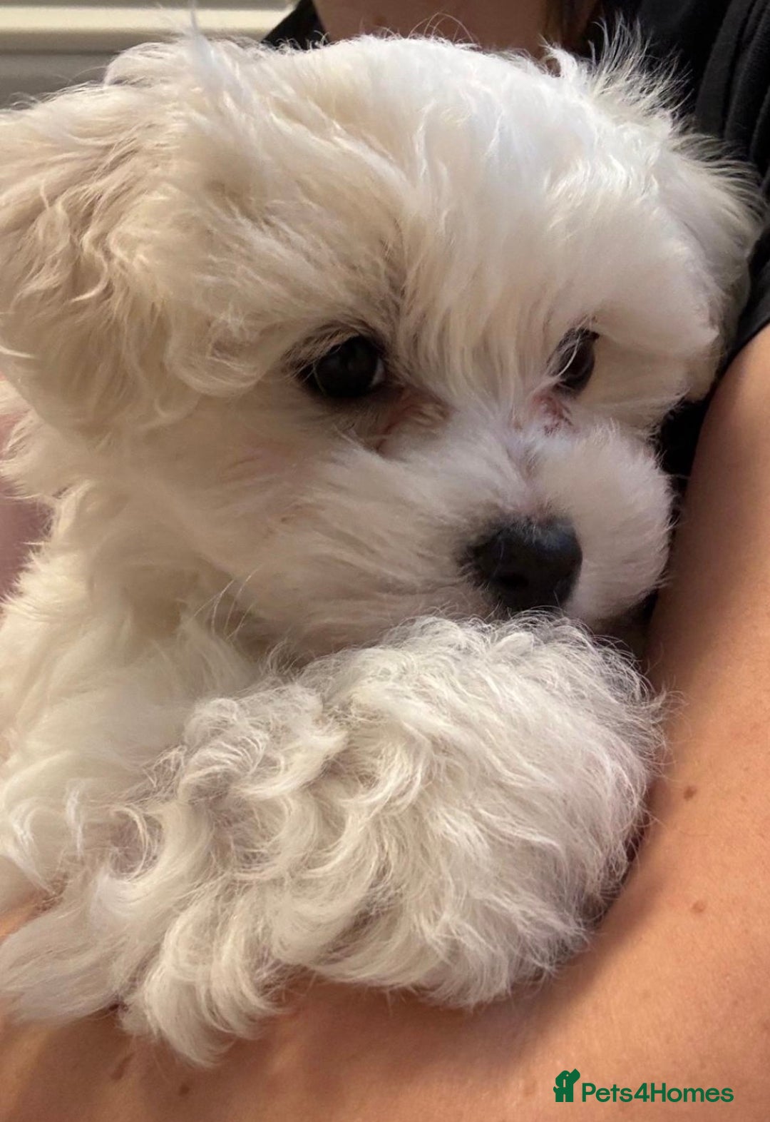 Maltese dogs for sale: Gorgeous Maltese puppies - Advert 12