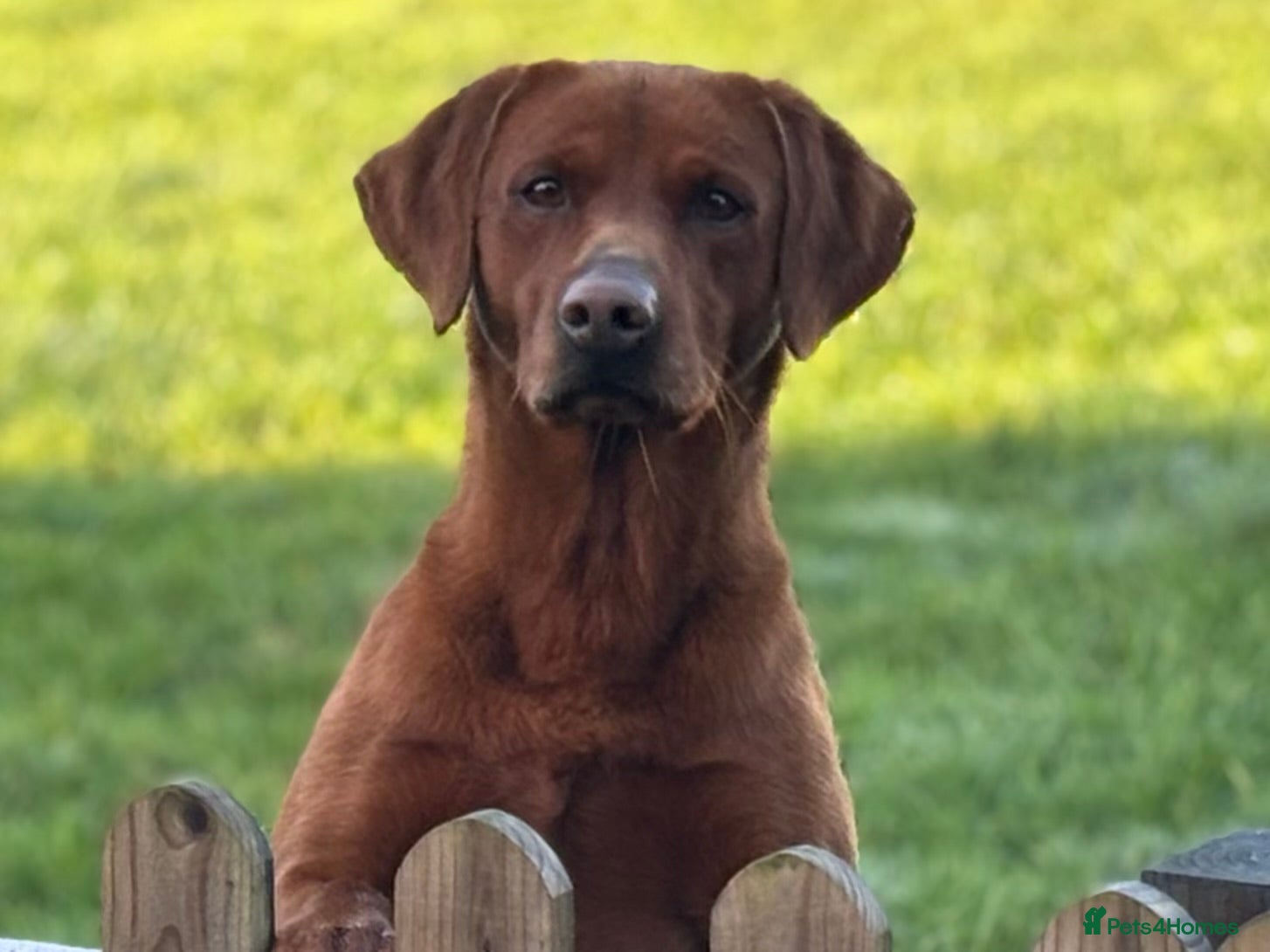 Labrador Retriever dogs Stunning Dark Red KC Reg Labrador  - Advert 1