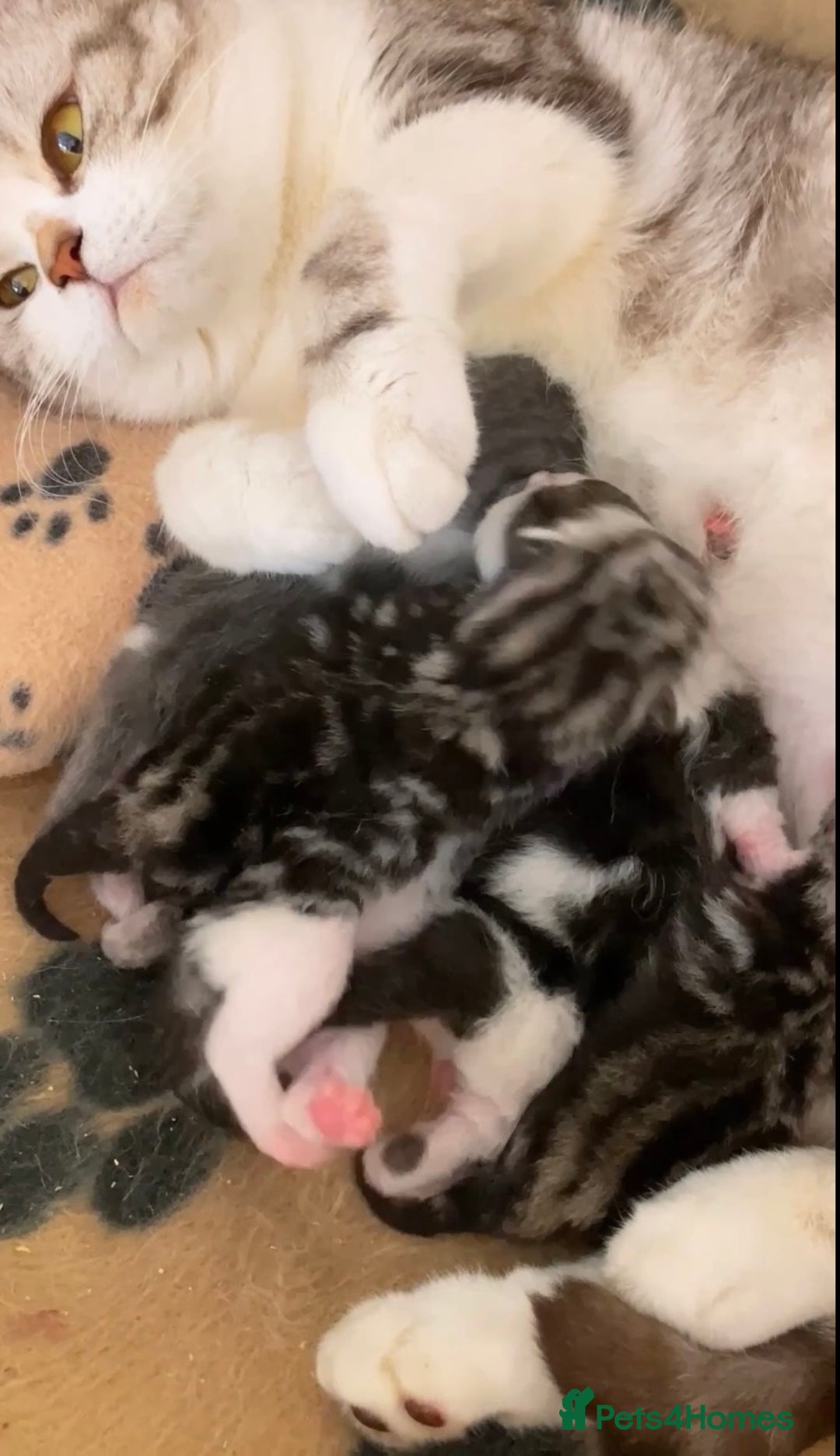 British Shorthair cats for sale: Gorgeous British Shorthairs TICA Registered - Advert 16