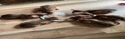 Abyssinian cats for sale: Adorable Abyssinian kittens - Advert 21