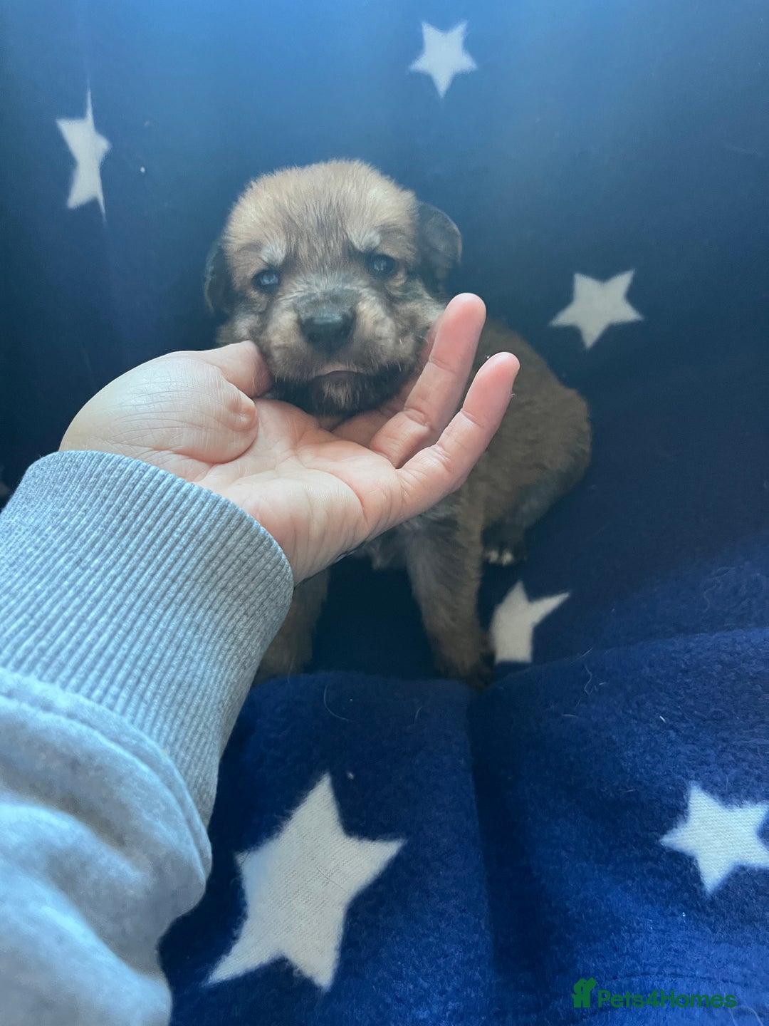 Mixed Breed dogs for sale: belgian malinois mix cross German shepherd  - Advert 3