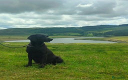 Labrador Retriever dogs for sale: Carefully & selectively bred, versatile pets, FTCH - Image 2