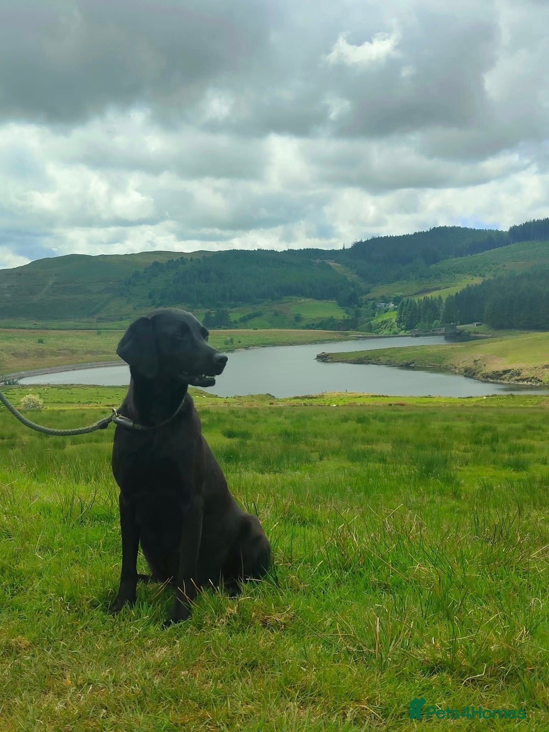 Labrador Retriever dogs for sale: Carefully & selectively bred, versatile pets, FTCH - Image 2