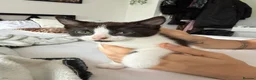 Mixed Breed cats for sale: Kittens for sale  - Advert 2