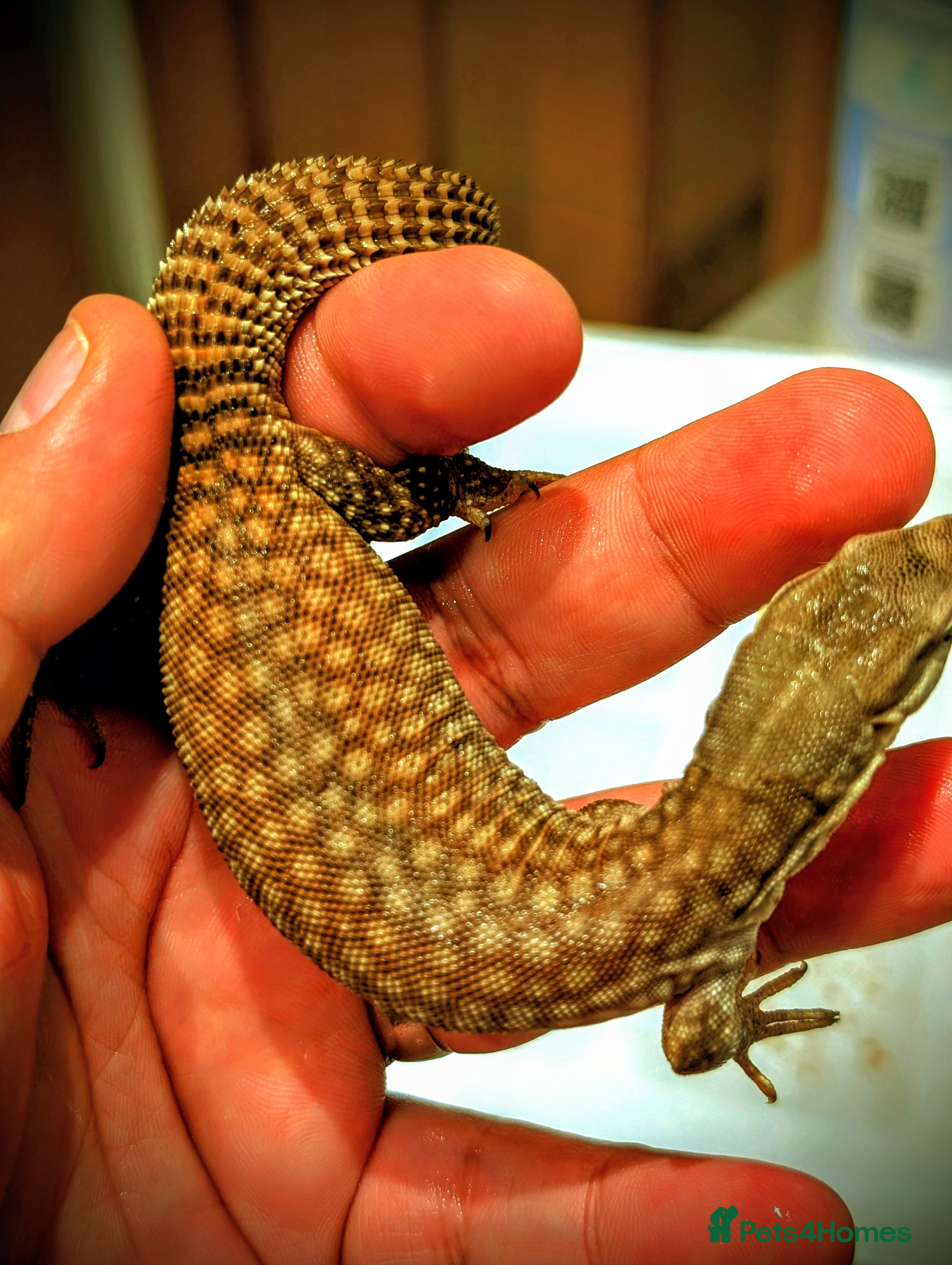 Leopard Gecko reptiles One red ackie monitor - Advert 17