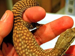 Leopard Gecko reptiles One red ackie monitor - Advert 6