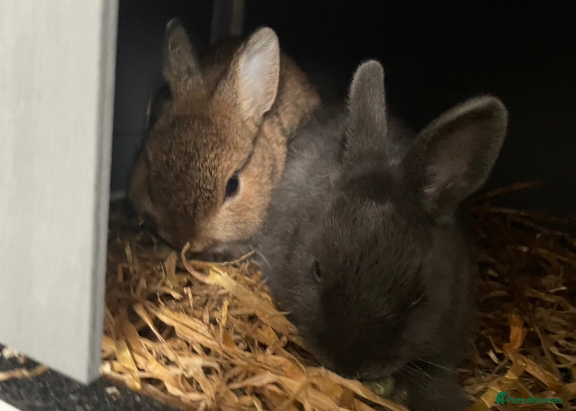 Netherland Dwarf rabbits 2 x female Netherland Dwarf bunnies  - Advert 2