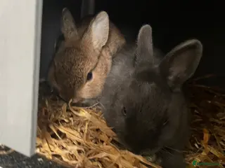 Netherland Dwarf rabbits 2 x female Netherland Dwarf bunnies - Advert 1
