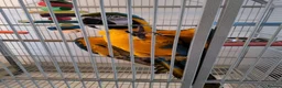 Macaws birds for sale: Blue and gold macaw in Northampton - Advert 3