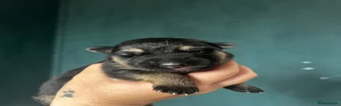German Shepherd 1
