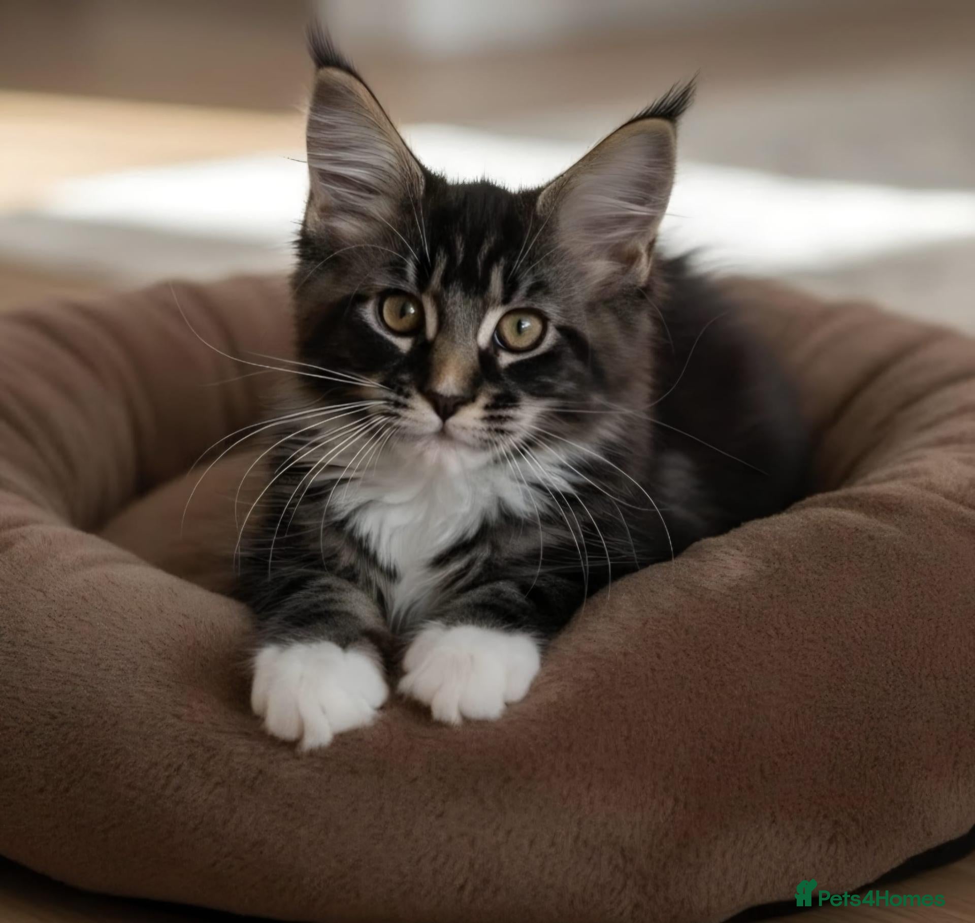 Maine Coon cats BEAUTIFUL MAINE COON KITTENS, POLY AND NON POLY  - Advert 1