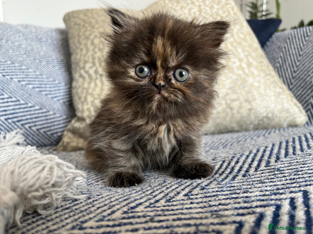 Persian cats for sale: Pure Persian kittens - Image 16