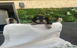 Miniature Dachshund dogs for sale: *Last 1 left* KC long haired mini dachshunds - Image 15
