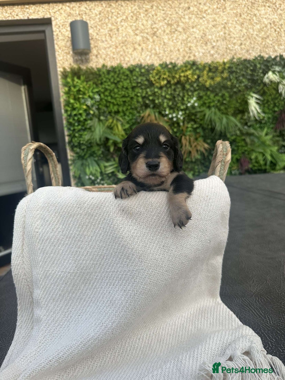 Miniature Dachshund dogs for sale: *Last 1 left* KC long haired mini dachshunds - Image 15