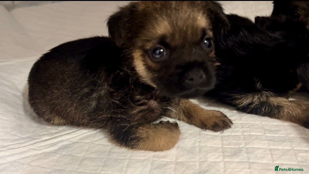 Border Terrier dogs Border Terrier puppies - Advert 12