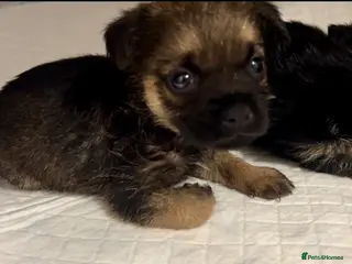 Border Terrier dogs Border Terrier puppies - Advert 12