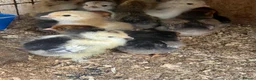 Chickens poultry for sale: Beautiful chicken , eggs , see details for price  - Advert 9