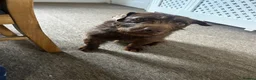 Patterdale Terrier dogs for sale: Patterdale Puppies For Sale - Advert 14