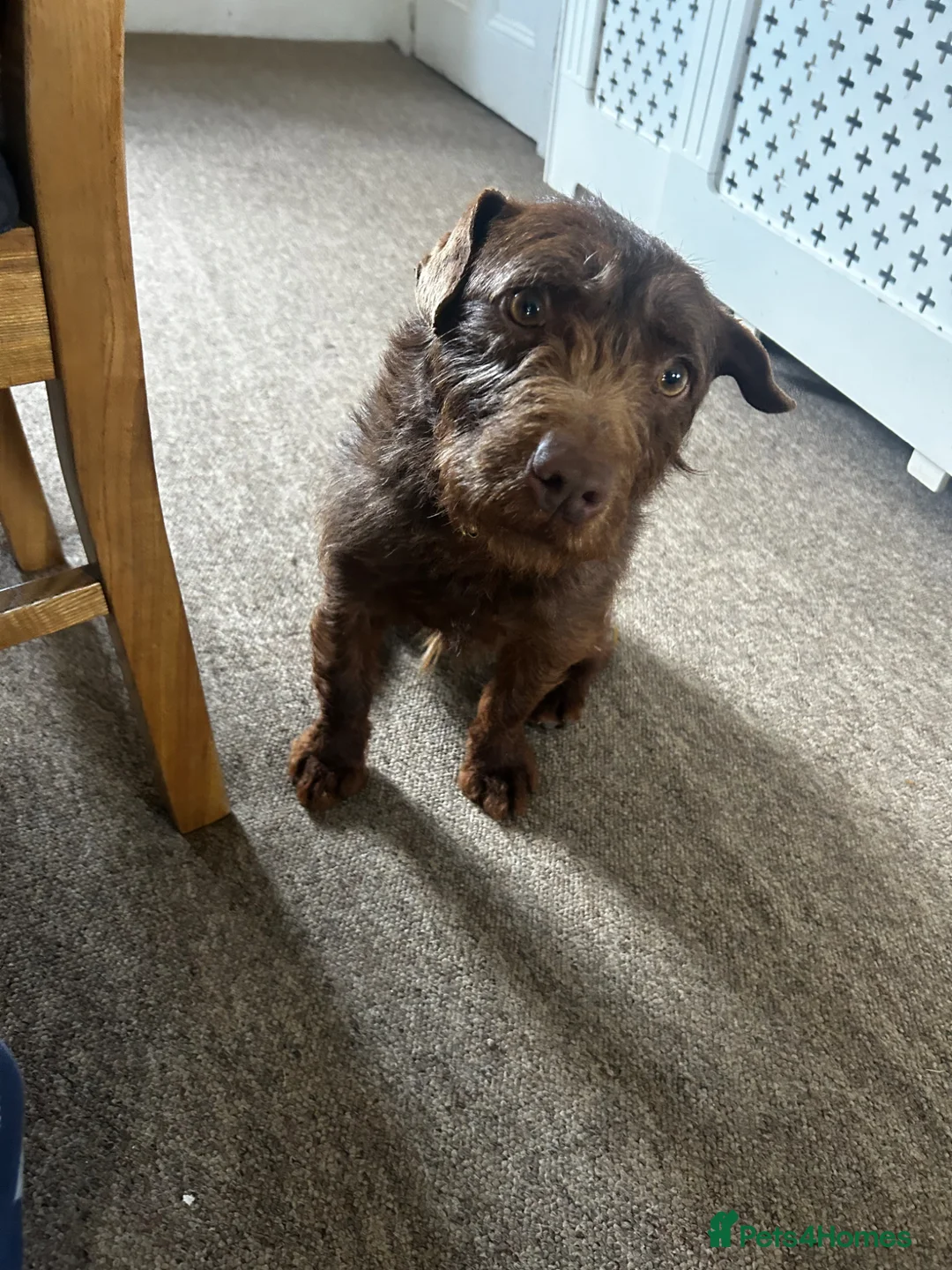 Patterdale Terrier dogs for sale: Patterdale Puppies For Sale - Advert 14