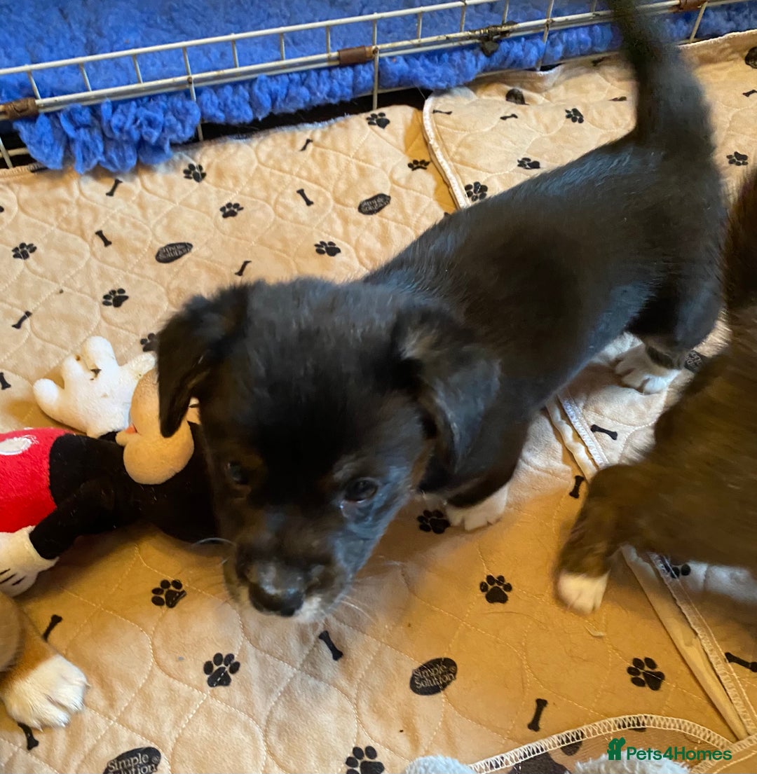 Welsh Corgi Cardigan dogs for sale: Welsh Cardigan Corgis by 5 ⭐️ Licensed Breeder - Advert 19